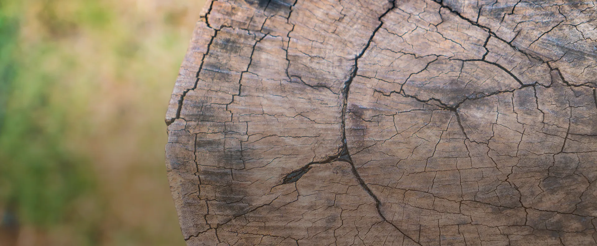 Tronc d'arbre
